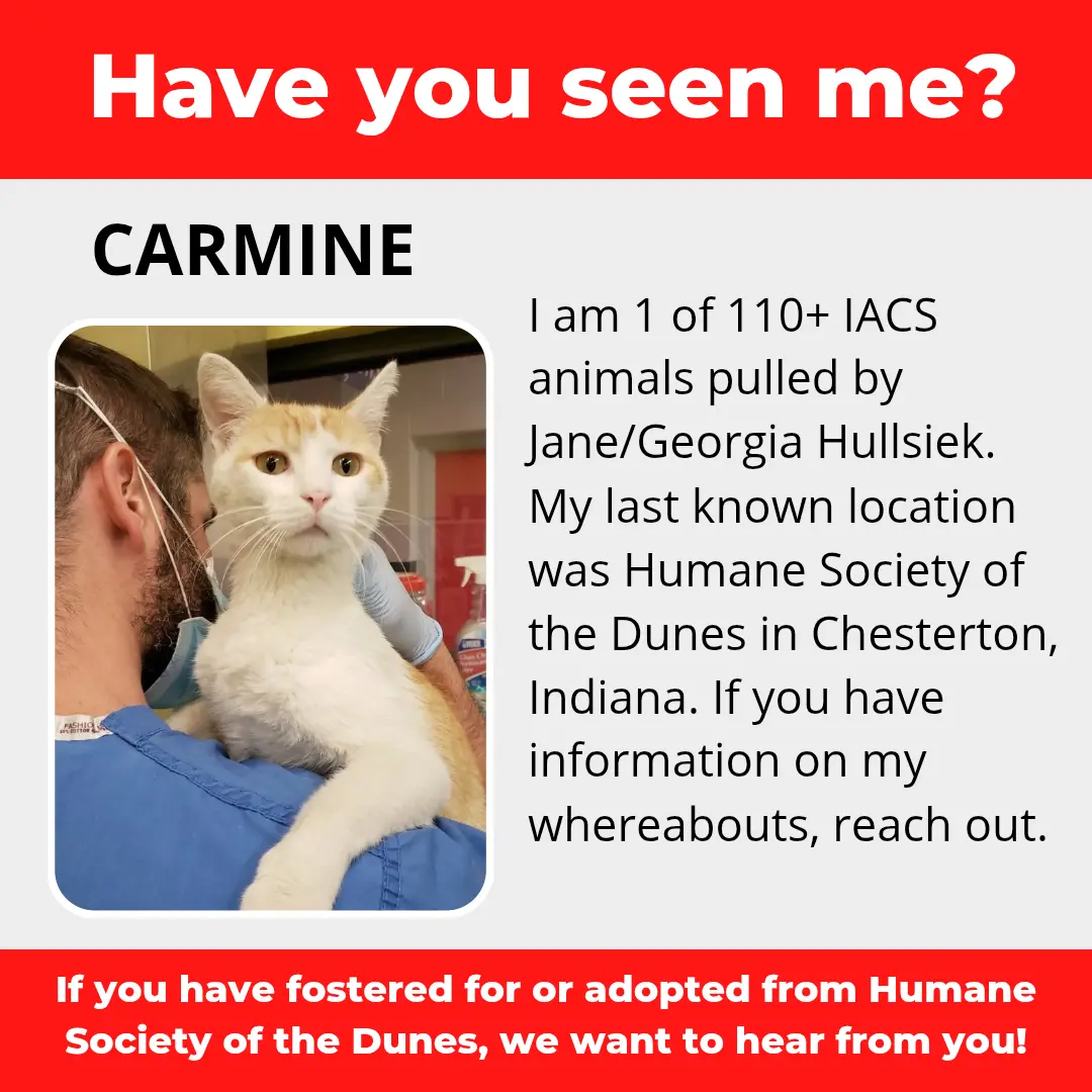 Carmine - a cat that was 'rescued' by the Northwest Indiana (NWI) Humane Society of the Dunes (founded by Jane Hullsiek) in Chesterton.