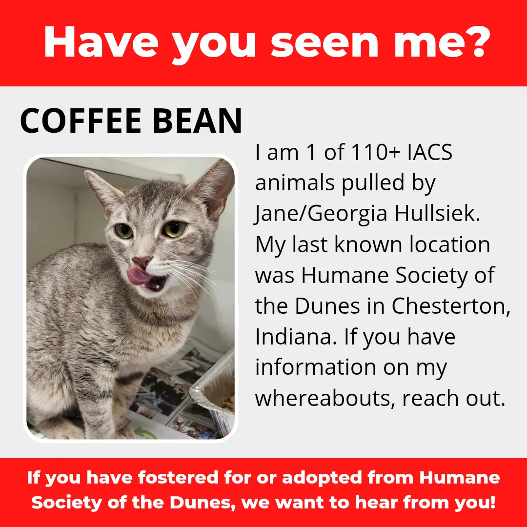 Coffee Bean - a cat that was 'rescued' by the Northwest Indiana (NWI) Humane Society of the Dunes (founded by Jane Hullsiek) in Chesterton.
