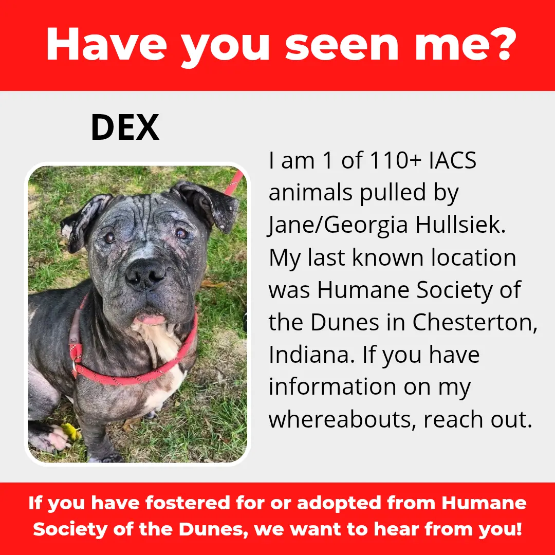 Dex - a dog that was 'rescued' by the Northwest Indiana (NWI) Humane Society of the Dunes (founded by Jane Hullsiek) in Chesterton.