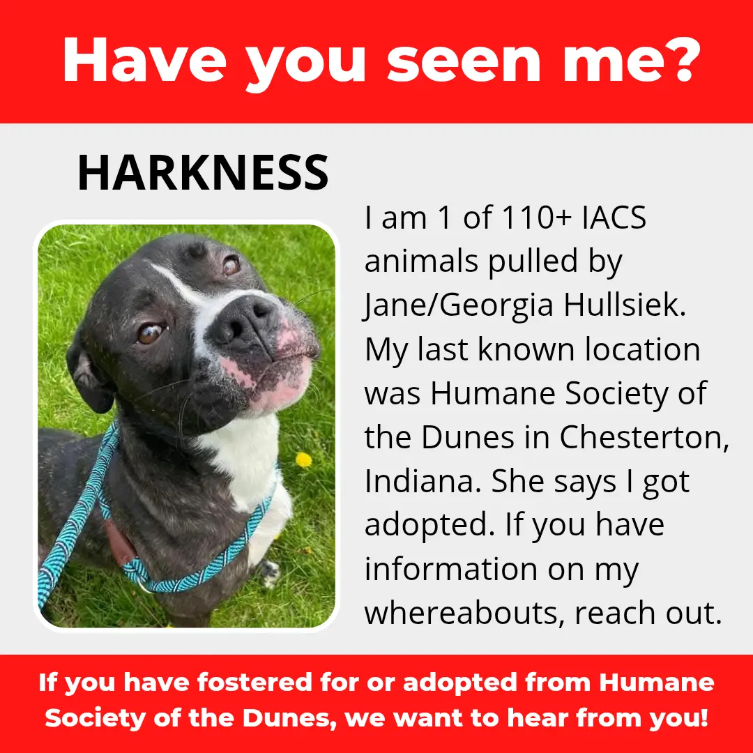 Harkness - a dog that was 'rescued' by the Northwest Indiana (NWI) Humane Society of the Dunes (founded by Jane Hullsiek) in Chesterton.