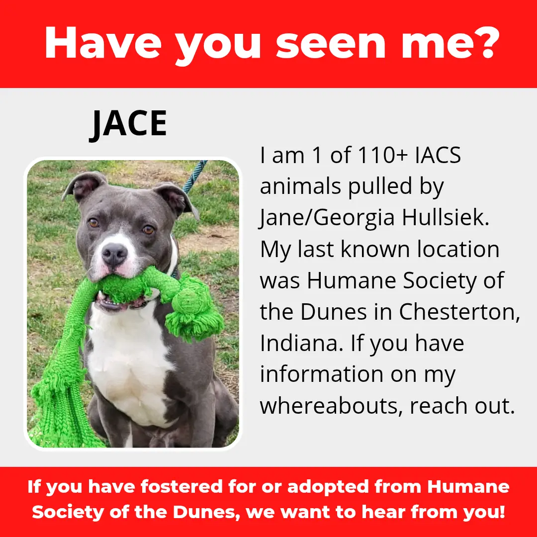 Jace - a dog that was 'rescued' by the Northwest Indiana (NWI) Humane Society of the Dunes (founded by Jane Hullsiek) in Chesterton.