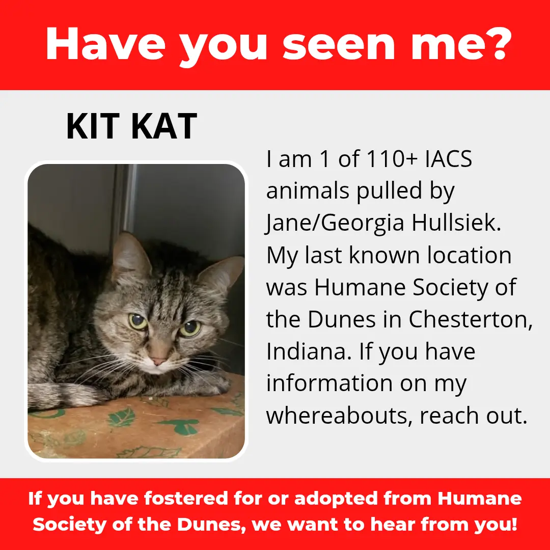 Kit Kat - a cat that was 'rescued' by the Northwest Indiana (NWI) Humane Society of the Dunes (founded by Jane Hullsiek) in Chesterton.
