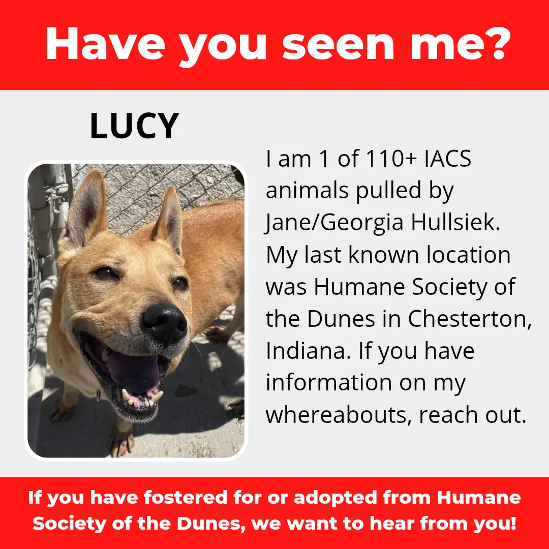 Lucy - a dog that was 'rescued' by the Northwest Indiana (NWI) Humane Society of the Dunes (founded by Jane Hullsiek) in Chesterton.