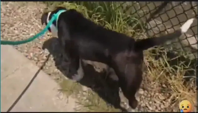 video showing Mimzy walking. she gently walks on a leash without pulling, and you can see her odd gait.