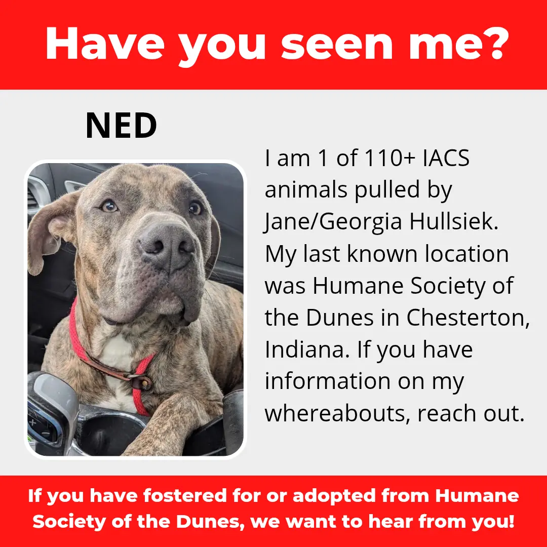 Ned - a dog that was 'rescued' by the Northwest Indiana (NWI) Humane Society of the Dunes (founded by Jane Hullsiek) in Chesterton.