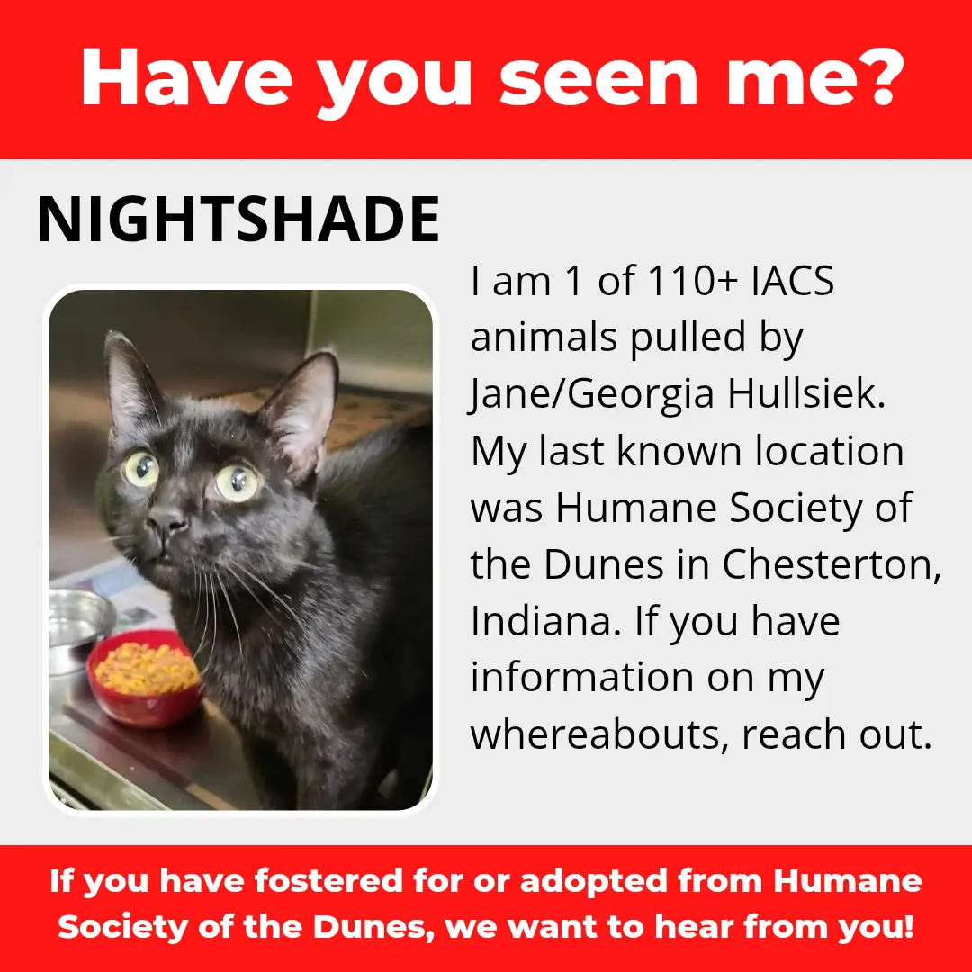Nightshade - a cat that was 'rescued' by the Northwest Indiana (NWI) Humane Society of the Dunes (founded by Jane Hullsiek) in Chesterton.