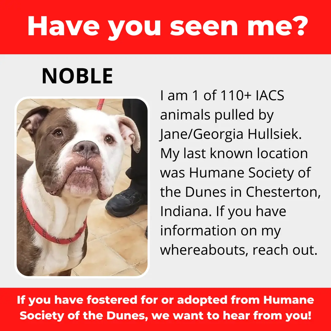 Noble - a dog that was 'rescued' by the Northwest Indiana (NWI) Humane Society of the Dunes (founded by Jane Hullsiek) in Chesterton.