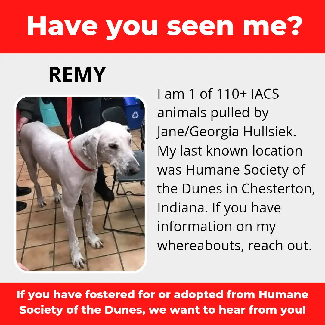 Remy - a dog that was 'rescued' by the Northwest Indiana (NWI) Humane Society of the Dunes (founded by Jane Hullsiek) in Chesterton.