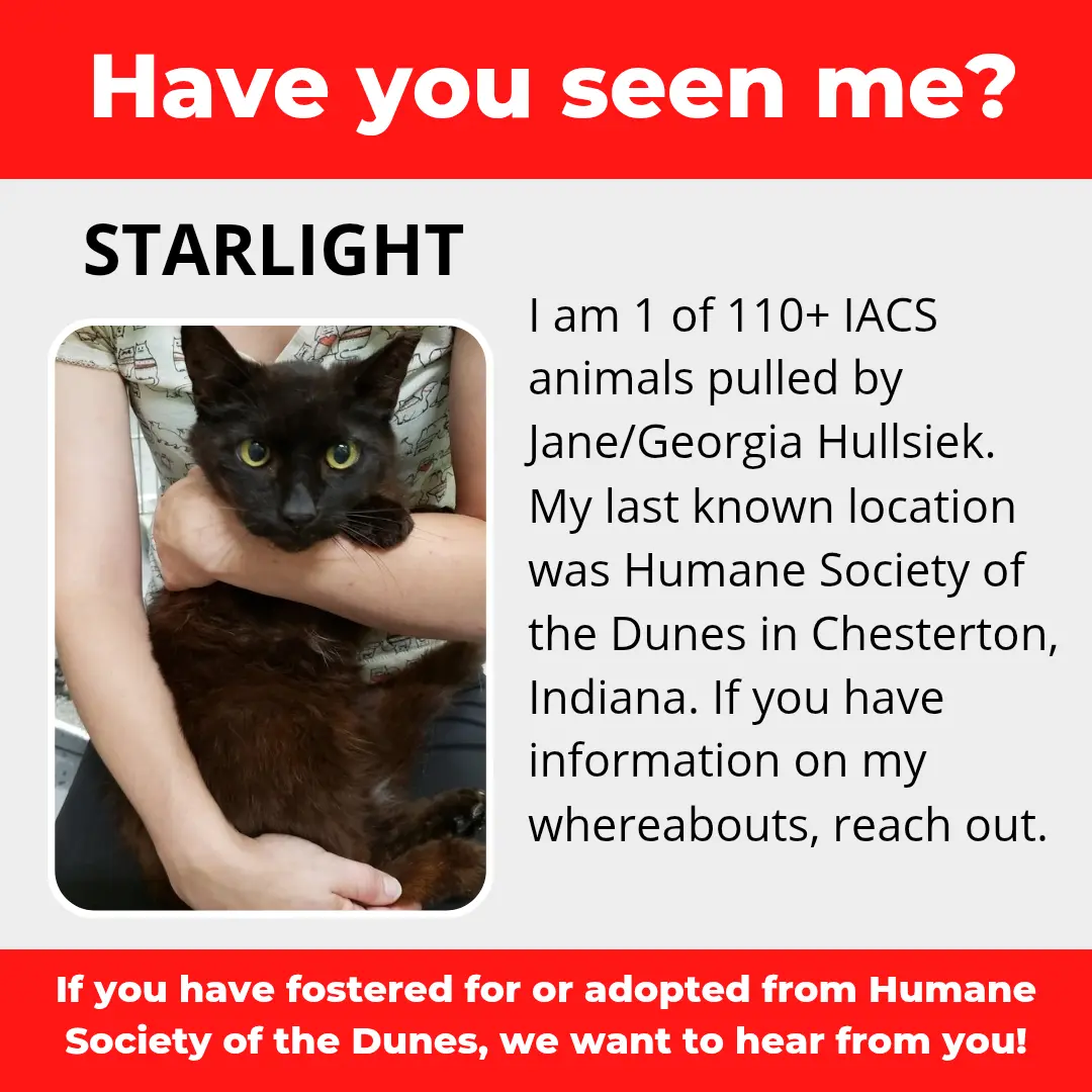 Starlight - a cat that was 'rescued' by the Northwest Indiana (NWI) Humane Society of the Dunes (founded by Jane Hullsiek) in Chesterton.