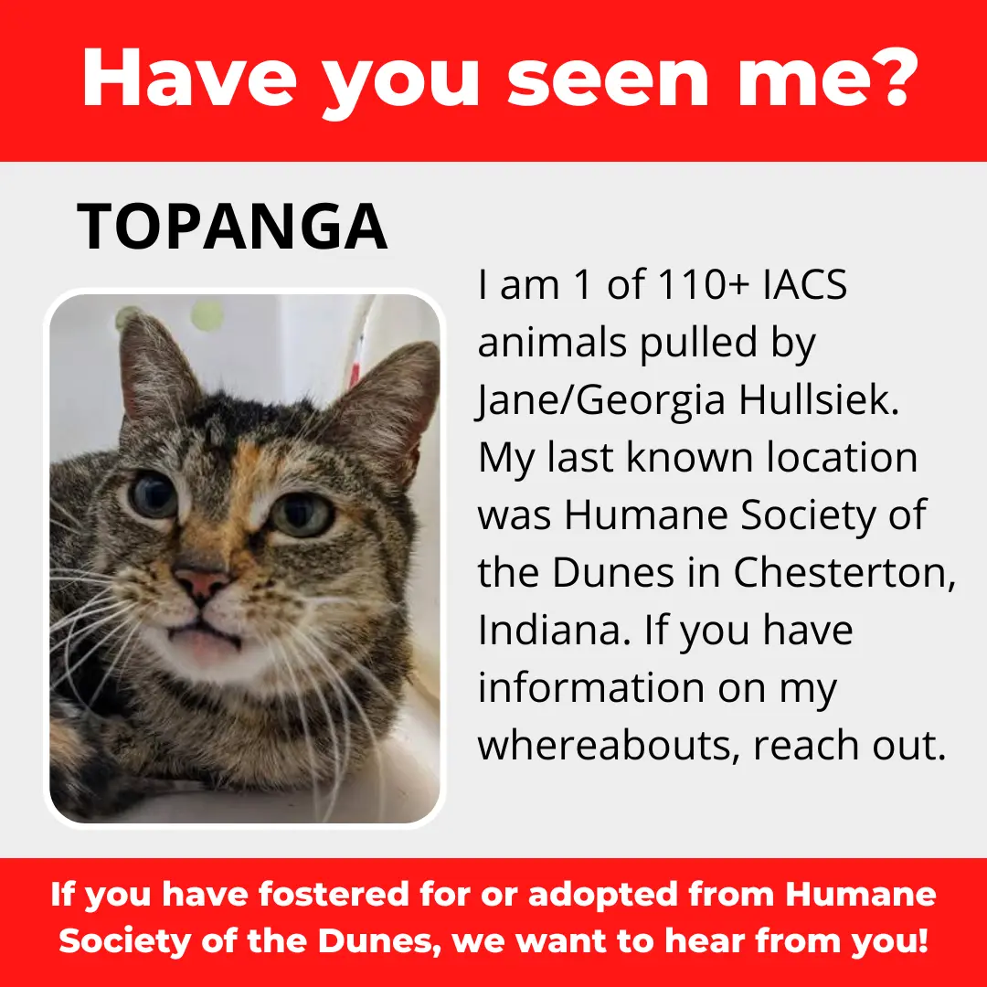 Topanga - a cat that was 'rescued' by the Northwest Indiana (NWI) Humane Society of the Dunes (founded by Jane Hullsiek) in Chesterton.