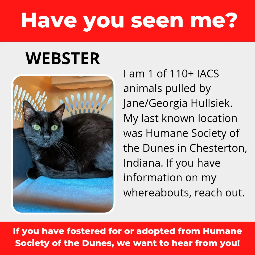 Webster - a cat that was 'rescued' by the Northwest Indiana (NWI) Humane Society of the Dunes (founded by Jane Hullsiek) in Chesterton.