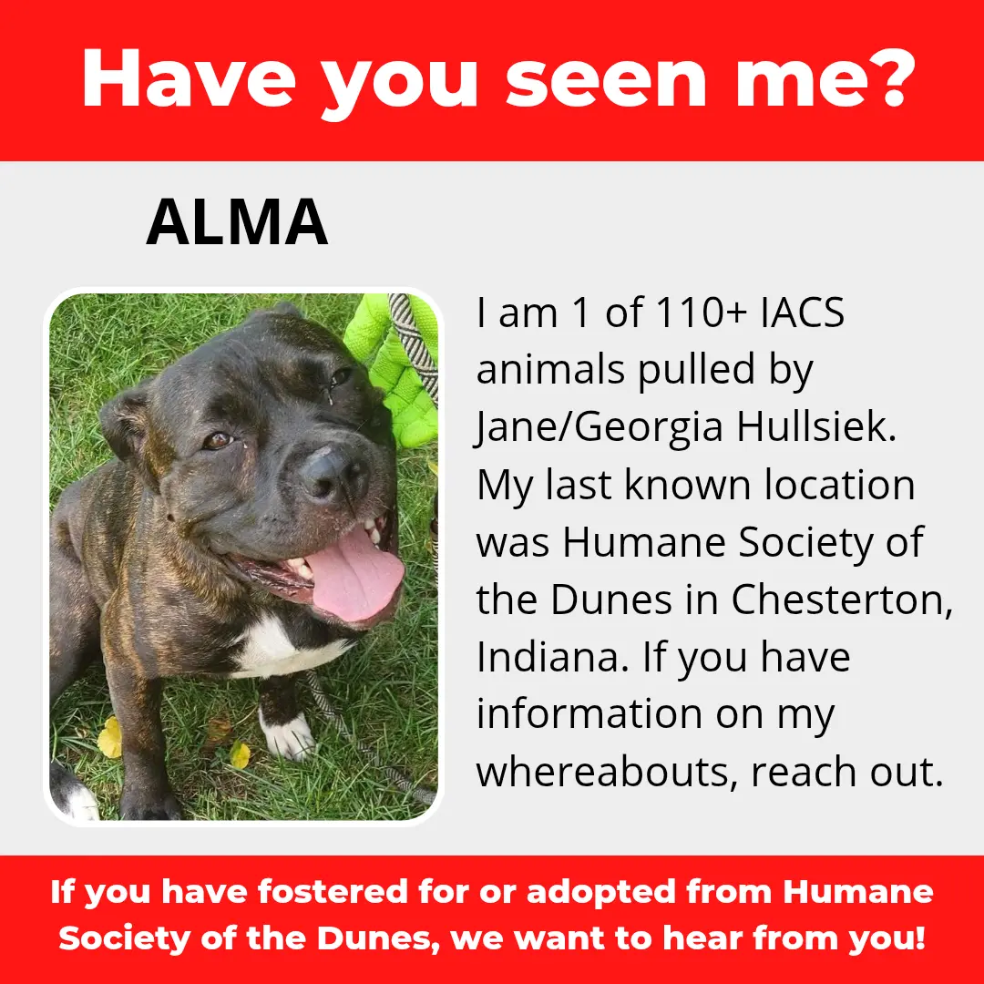 Alma - a dog that was 'rescued' by the Northwest Indiana (NWI) Humane Society of the Dunes (founded by Jane Hullsiek) in Chesterton.