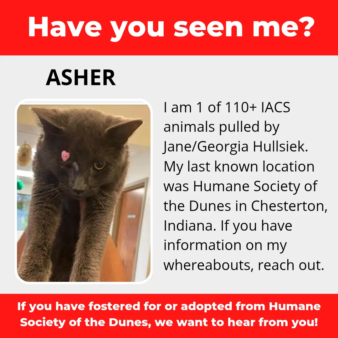 Asher - a cat that was 'rescued' by the Northwest Indiana (NWI) Humane Society of the Dunes (founded by Jane Hullsiek) in Chesterton.