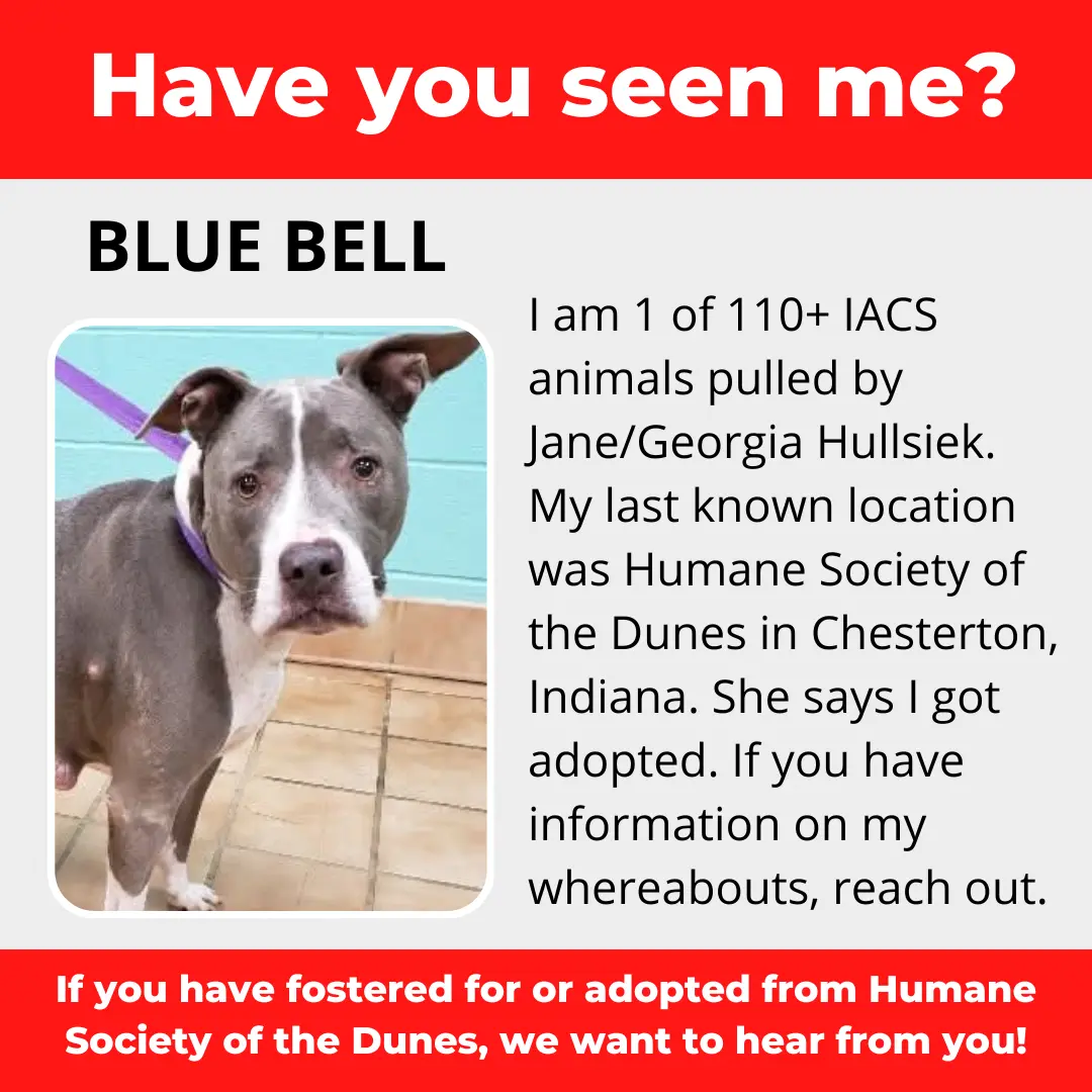 Blue Bell - a dog that was 'rescued' by the Northwest Indiana (NWI) Humane Society of the Dunes (founded by Jane Hullsiek) in Chesterton.