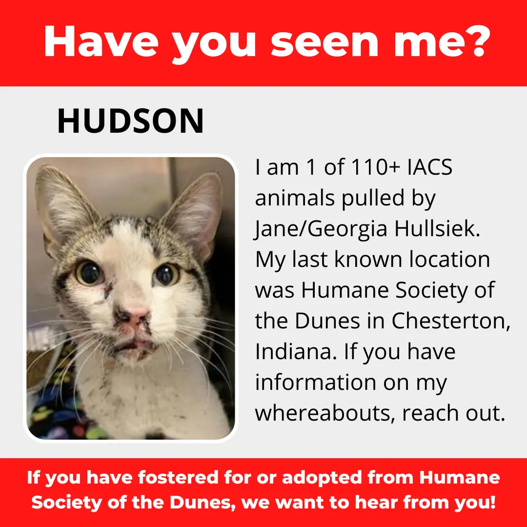 Hudson - a cat that was 'rescued' by the Northwest Indiana (NWI) Humane Society of the Dunes (founded by Jane Hullsiek) in Chesterton.