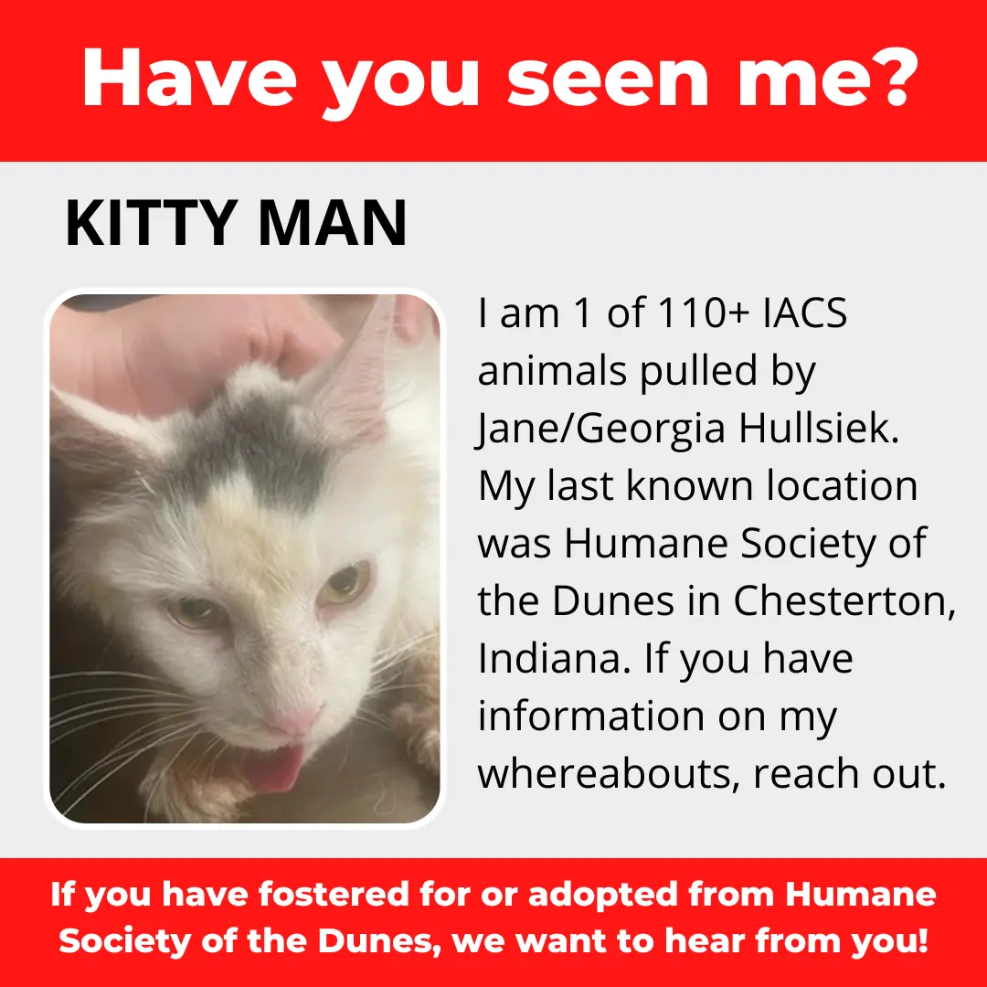 Kitty Man - a cat that was 'rescued' by the Northwest Indiana (NWI) Humane Society of the Dunes (founded by Jane Hullsiek) in Chesterton.