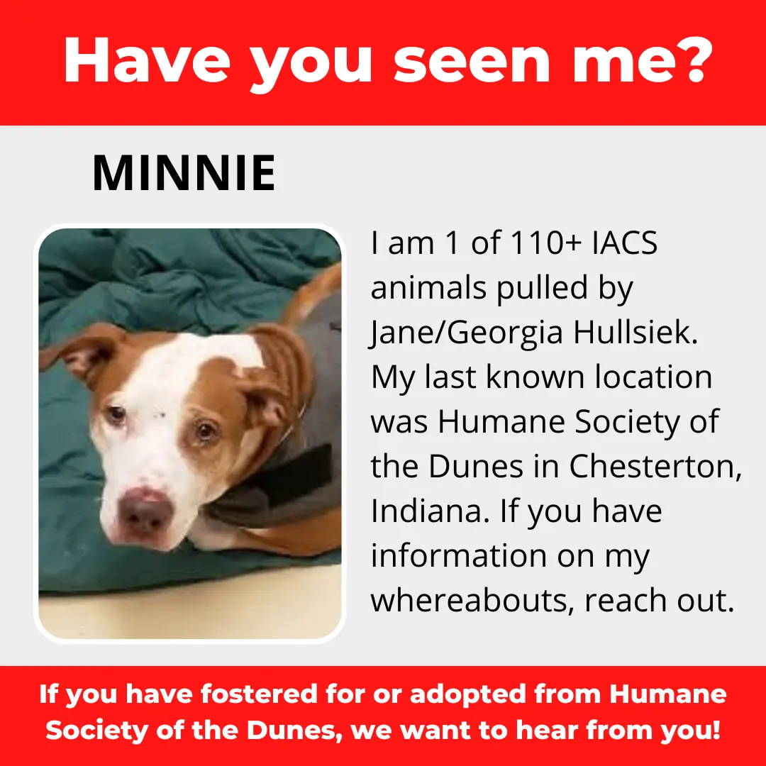 Minnie - a dog that was 'rescued' by the Northwest Indiana (NWI) Humane Society of the Dunes (founded by Jane Hullsiek) in Chesterton.