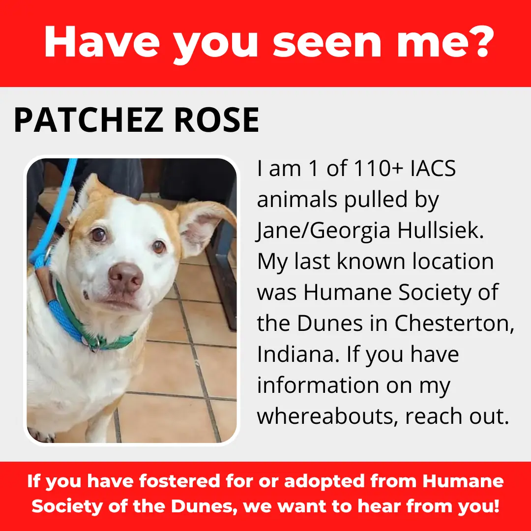 Patchez Rose - a dog that was 'rescued' by the Northwest Indiana (NWI) Humane Society of the Dunes (founded by Jane Hullsiek) in Chesterton.