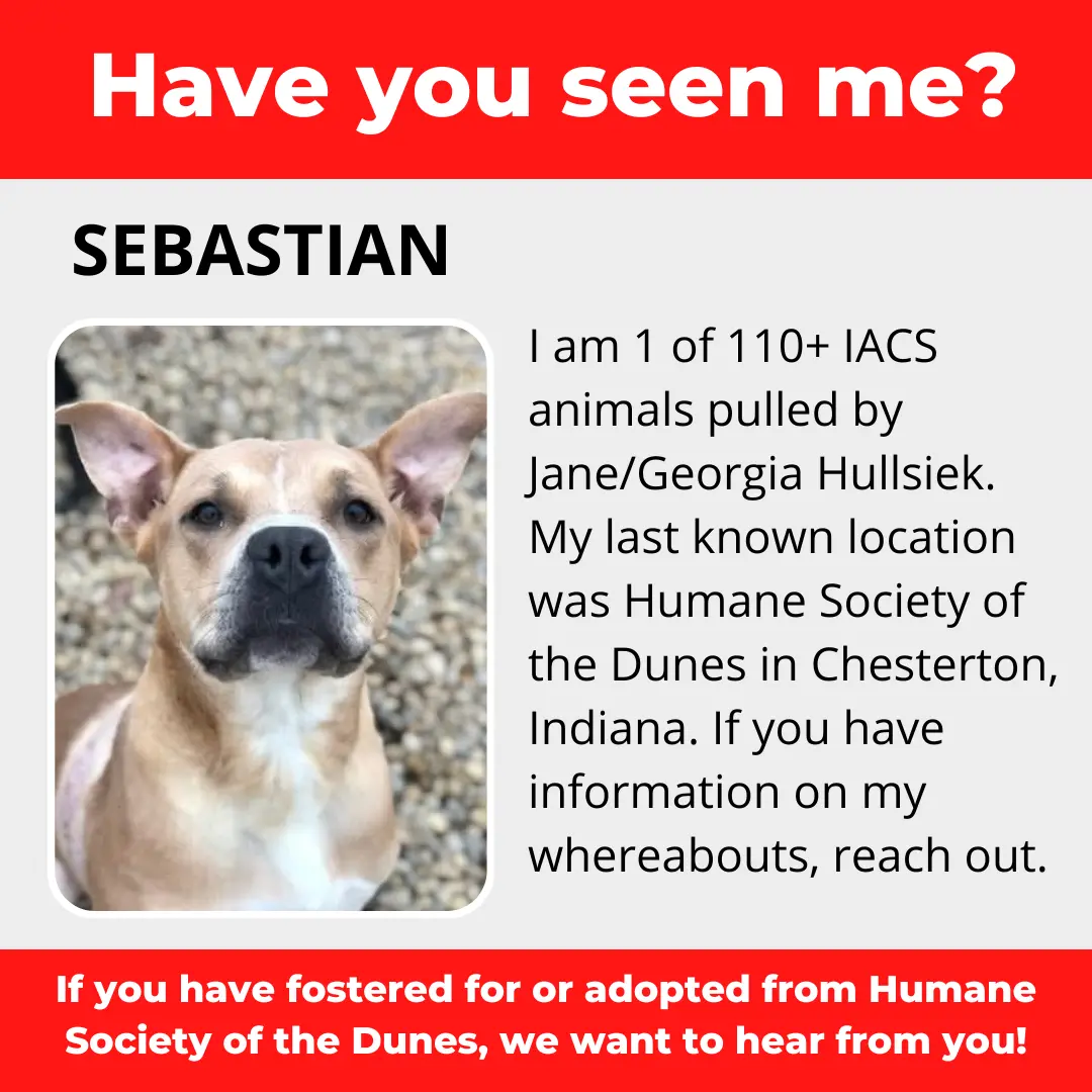 Sebastian - a dog that was 'rescued' by the Northwest Indiana (NWI) Humane Society of the Dunes (founded by Jane Hullsiek) in Chesterton.